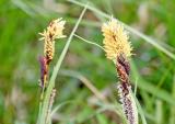 Carex humilis 2