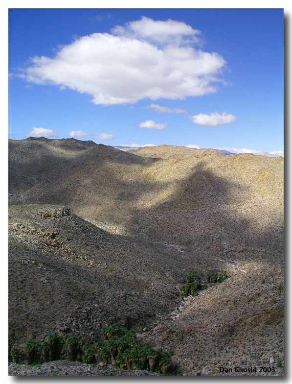 Shadowed Palm Groves In Desert