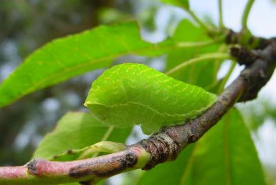 leaf or bug ?