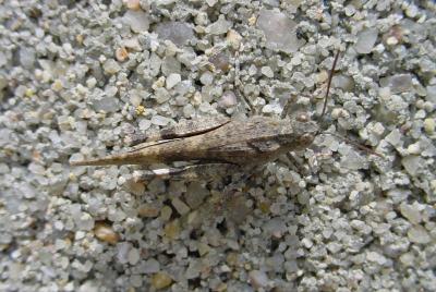 now a bug on the wall