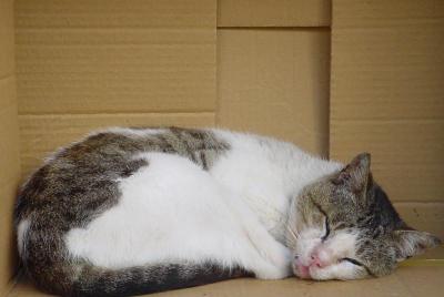 cat in the box