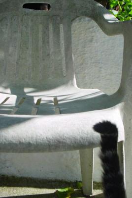 the cat got bored