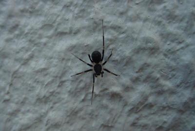 spyder on the move