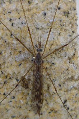 bug in stone