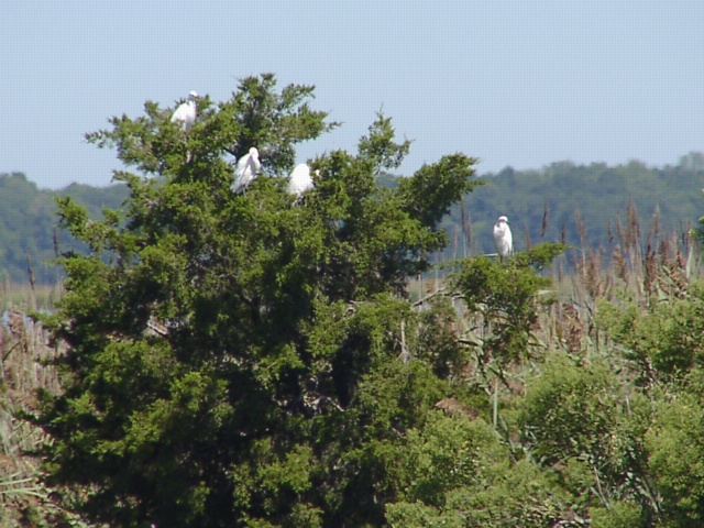 Another Bird Tree