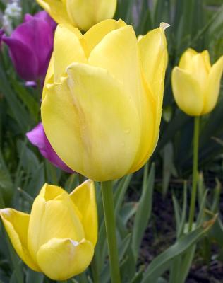 u17/canon_300d/medium/42690664.tulip.jpg