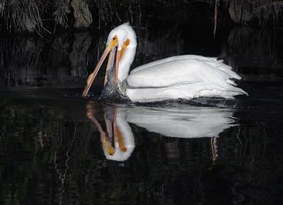 u17/canyonlu/medium/11627802.Pelicanwhite.jpg