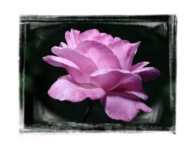 Rose framed web.jpg