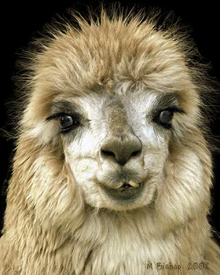 Alpaca-needs-braces