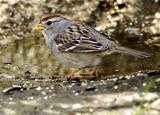 Juvenile White Crowned Sparrow