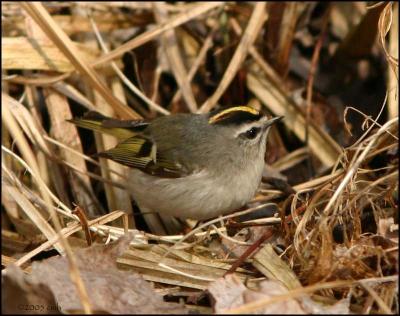 Golden-crowned Kinglet