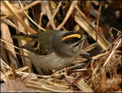 Golden-crowned Kinglet 4092