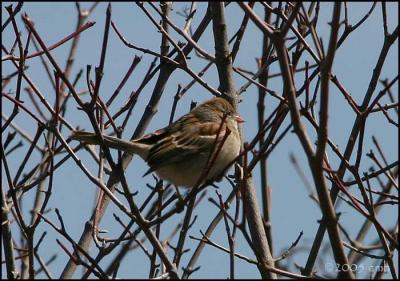 Field Sparrow 4114.jpg