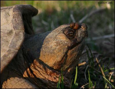 Snapping Turtle 4252.jpg