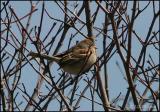 Field Sparrow 4114.jpg