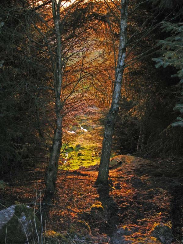 Late sunshine through the trees