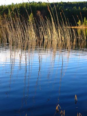 Reflective Reeds