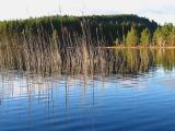 Reeds