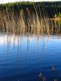 Reflective Reeds