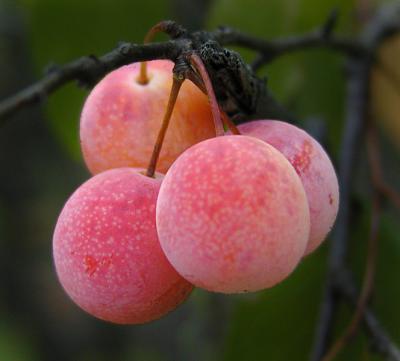 wild peaches.jpg