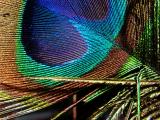 peacock-feather2.jpg