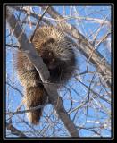 Are These Sharp Enough (Porcupine)