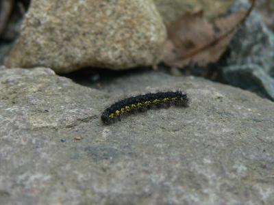 u17/cbernz/medium/42307912.caterpillar.jpg