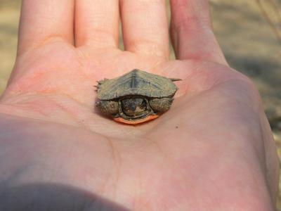 Eastern Painted Turtle - Chrysemis picta