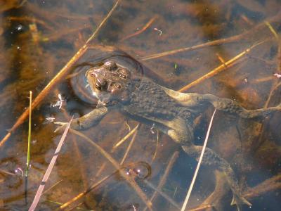 American Toad - Anaxyrus americanus