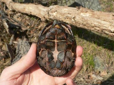 Common Musk Turtle - Sternotherus odoratus