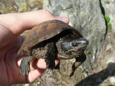 Common Musk Turtle - <i>Sternotherus odoratus</i>