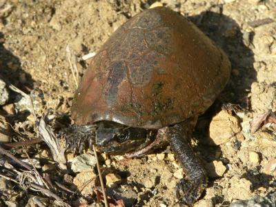 Common Musk Turtle - Sternotherus odoratus