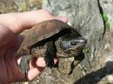 Common Musk Turtle - <i>Sternotherus odoratus</i>