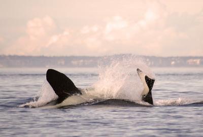 Orcas playing 2