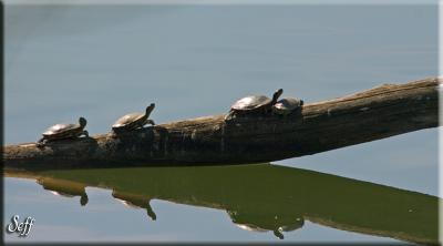 u17/cdrebel/medium/42235369.pileup.jpg