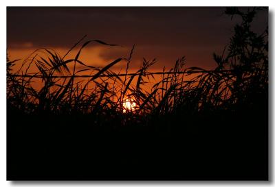 Grasses in the sun