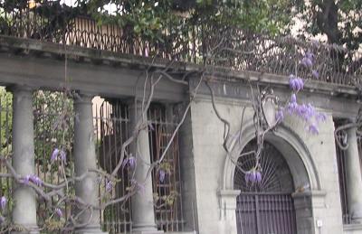 florenceWisteria