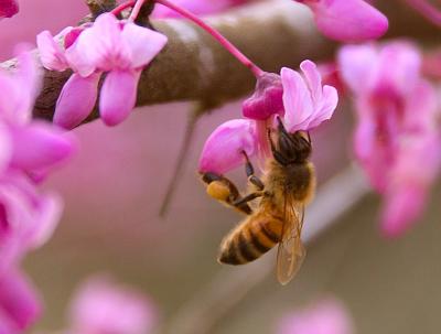 BeeonRedbud.jpg