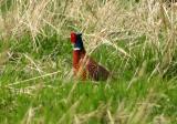 Ring-necked pheasant