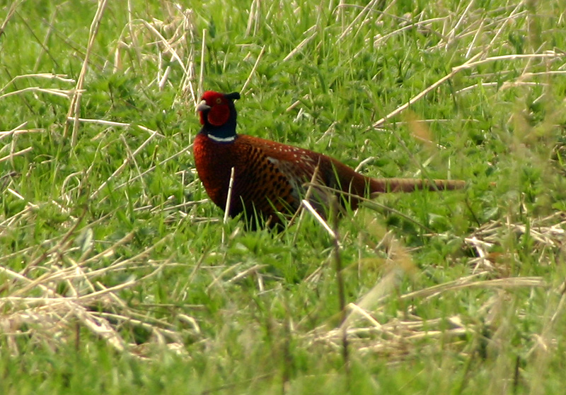 Ring-necked pheasant