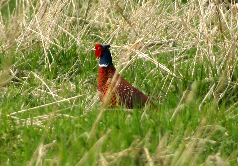 Ring-necked pheasant