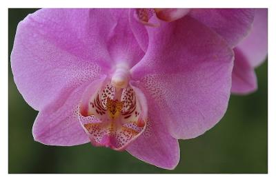 another Orchid shot