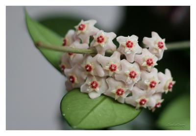 Gabrieles Hoya