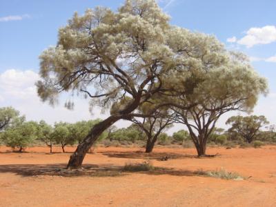 gumtrees in red sand