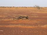 Landscpae along the highway