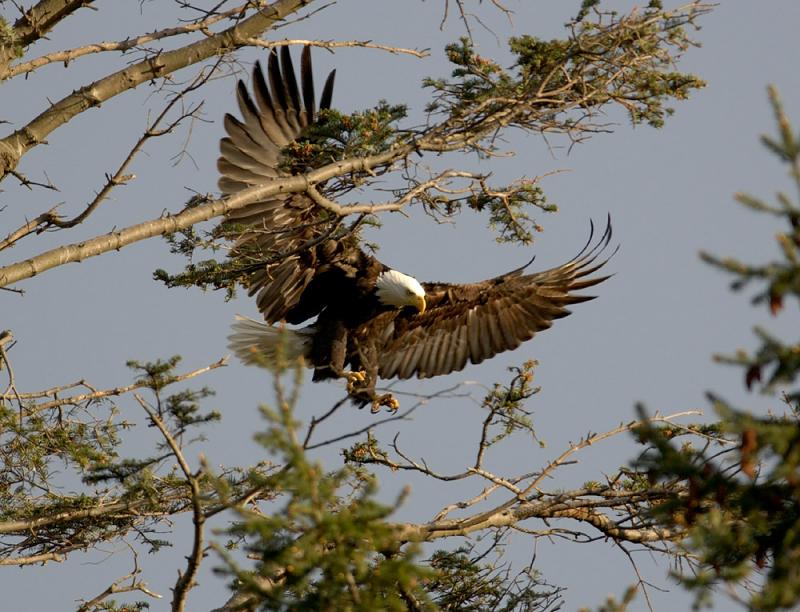 landing at nest