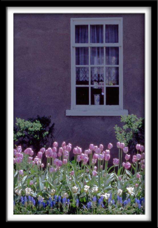 Vase in Window