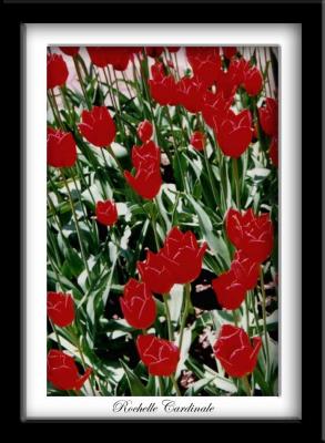 Red Tulips