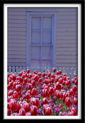Tulips and Window