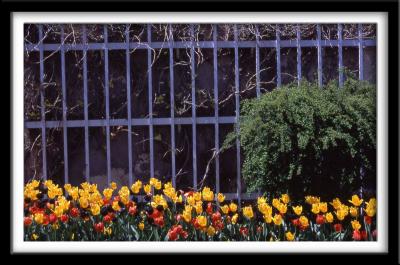 Tulips and Fence